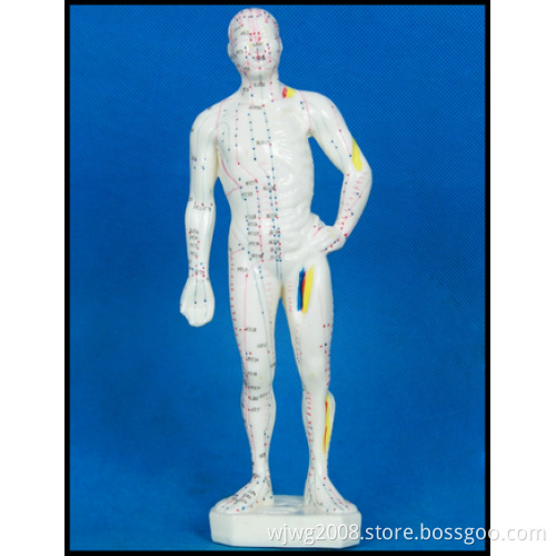 Acupuncture Human Body Model (M-1-26)